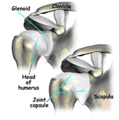 shoulder