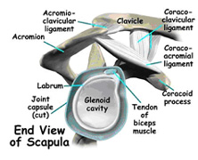 shoulder