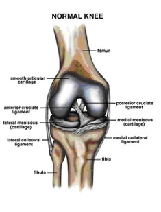 normal knee,acl injury,acl reconstruction india,acl reconstruction best india,acl reconstructionbest doctors in india,acl reconstruction best surgeon in india,acl reconstructionbest surgery in india,acl reconstruction best treatment in india,acl reconstruction in south india,acl reconstruction north india,acl reconstruction east india,acl reconstruction west india,acl reconstruction best in india,acl reconstruction best surgery in india,acl reconstruction cost-effective in india,acl reconstruction best doctors in india,acl reconstruction india,acl reconstruction india,acl reconstruction india,acl reconstruction now in india,acl reconstruction india